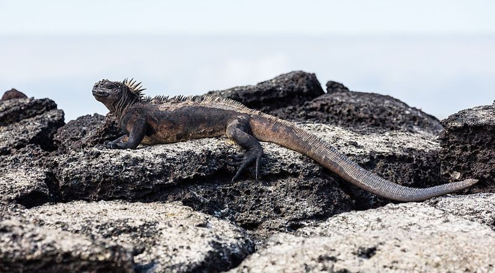 Parque Nacional Galápagos en Ecuador