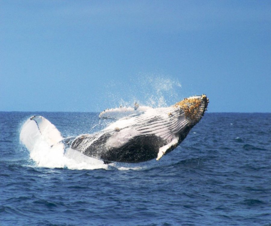 Puerto López y el Festival de Observación de Ballenas Jorobadas
